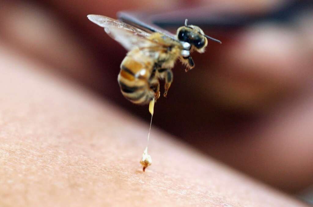 dedetização de abelhas