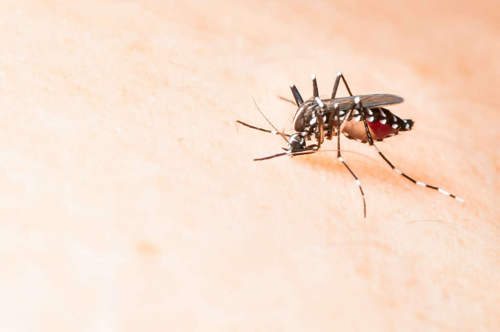 Dedetização de Aedes Aegypti