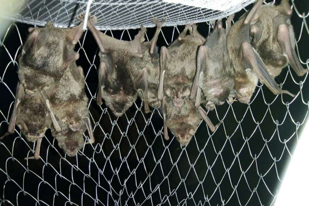 dedetização de morcegos
